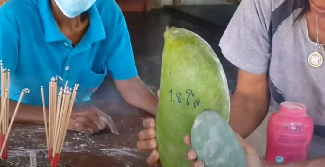 Жители деревни отдают дань уважения гигантскому манго в центральном Таиланде