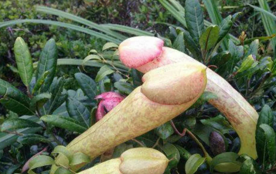 В Камбодже призвали людей перестать срывать «растения Непентес» ради селфи с ними