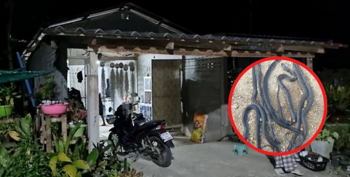 14 кобр вторглись в жилой дом на юге Таиланда