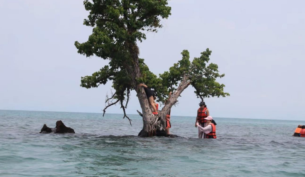 В Таиланде пытаются спасти слишком популярное дерево от любителей селфи