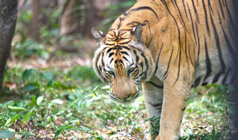Камбоджа будет импортировать диких тигров