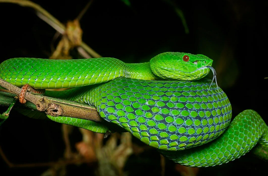 Что делать, если вас укусила змея в Таиланде
