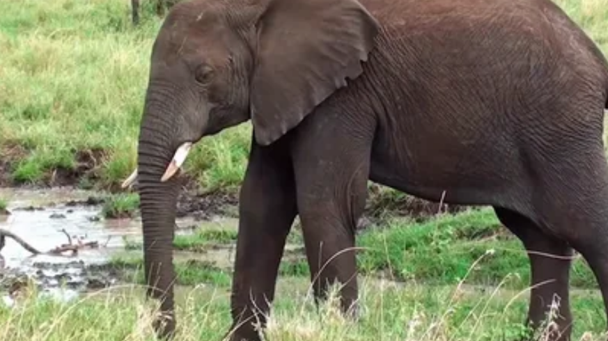 Всемирный день слона – напоминание о охраняемых сокровищах Камбоджи