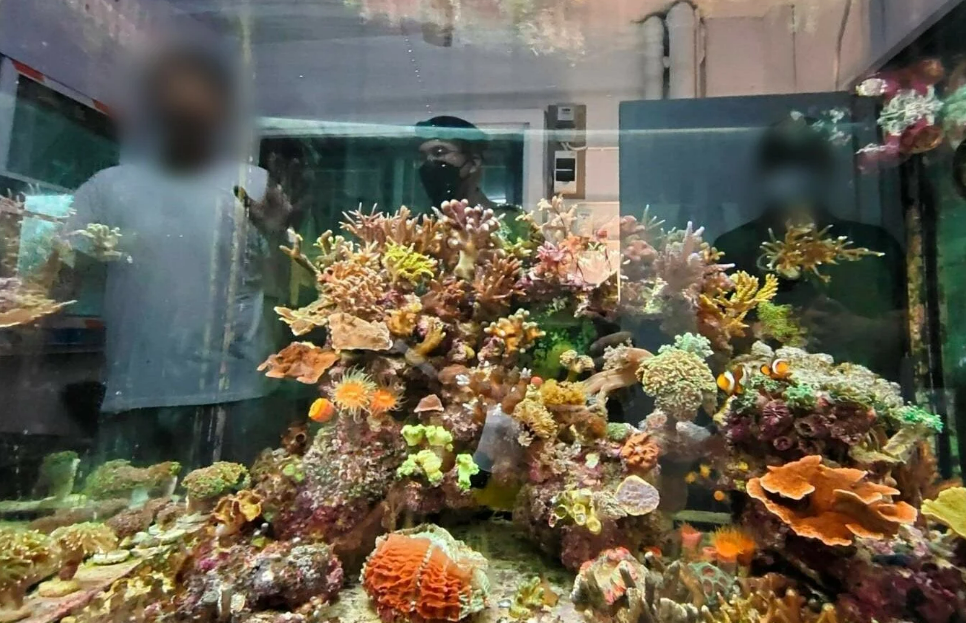 Тайцу грозит тюрьма за выращивание и продажу кораллов через интернет