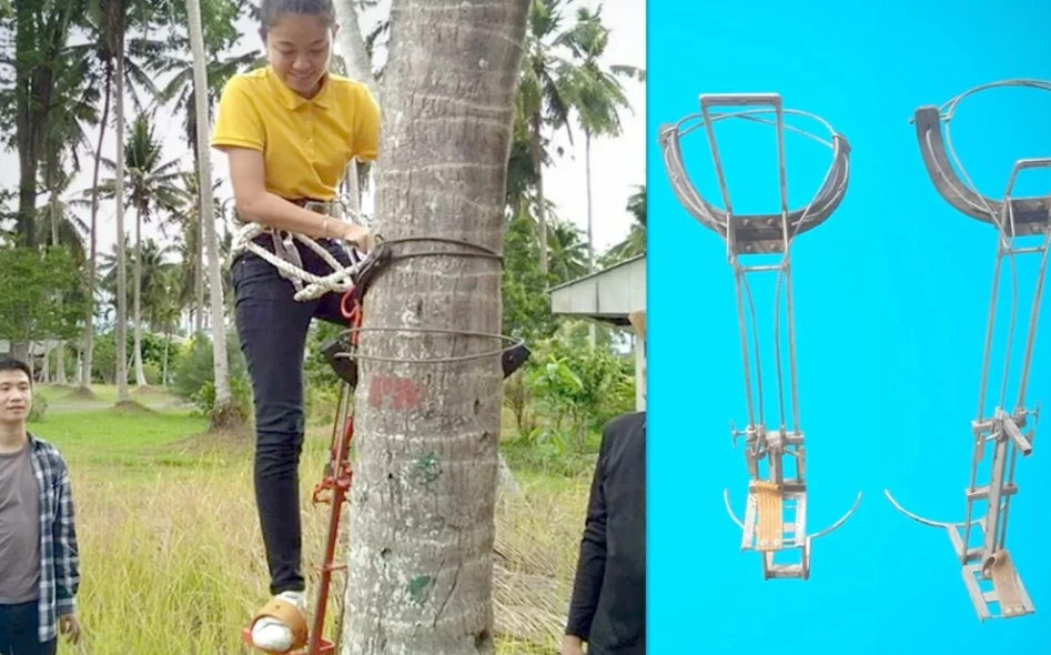 Изобретена машина, которая заменит обезьян, лазающих по кокосовым пальмам
