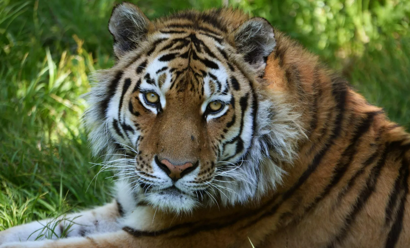 В Таиланде обитает порядка 150 – 180 амурских тигров, заявили на ВЭФ