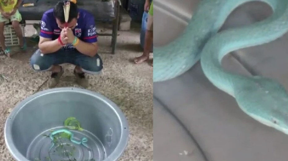 Местные жители молятся голубой змее на северо-востоке Таиланда