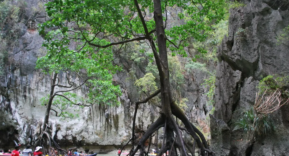 В чем уникальность мангровых лесов Пхукета