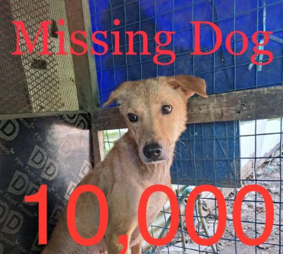 За помощь в обнаружении пропавшей собаки предложена награда в 10 тыс. бат
