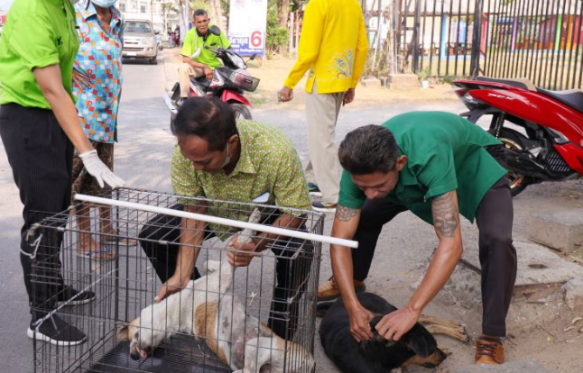 Муниципалитет Пхукет-Тауна устрол отлов бродячих собак у мечети Masjid Jamek