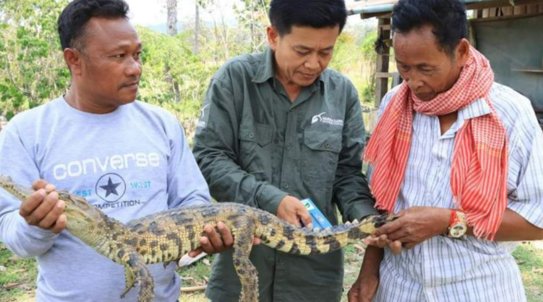 Жители провинции Кох Конг поймали находящегося под угрозой исчезновения сиамского крокодила