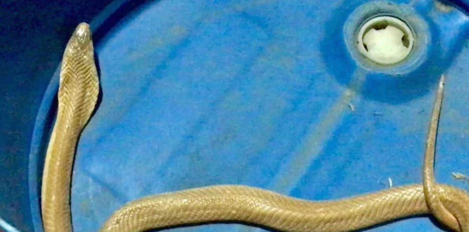 В тайской деревне обнаружена редкая золотая кобра, плюющаяся ядом