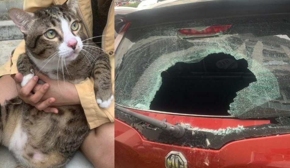 Толстый кот упал с шестого этажа, проломил стекло машины и не пострадал