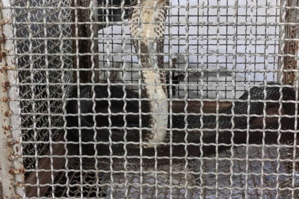 40 змей пойманы на Пхукете за девять дней