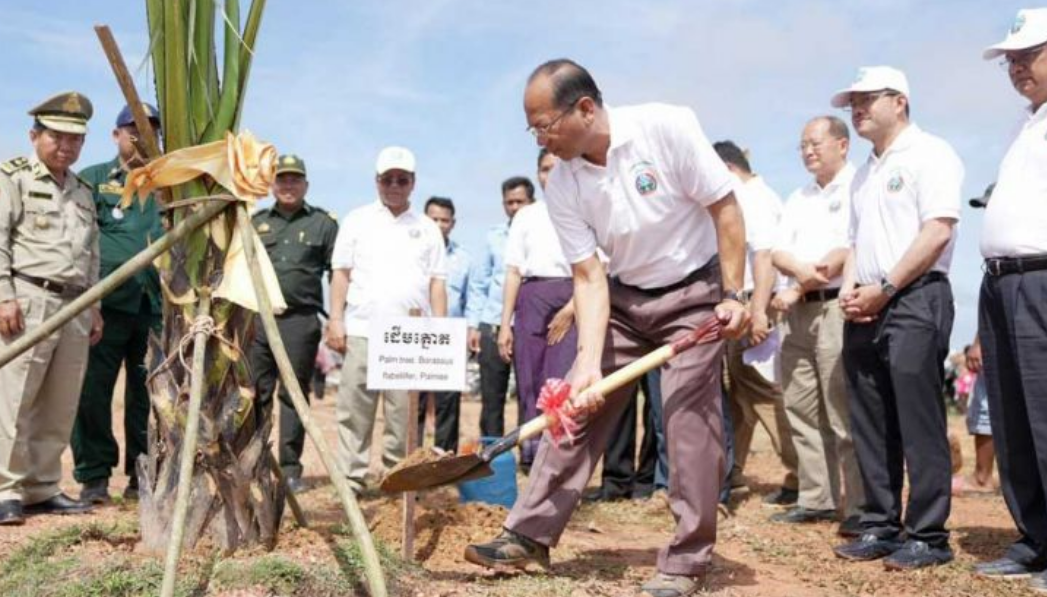 Власти провинции Кампот посадили более 7000 саженцев пальм вдоль камбоджийско-вьетнамской границы