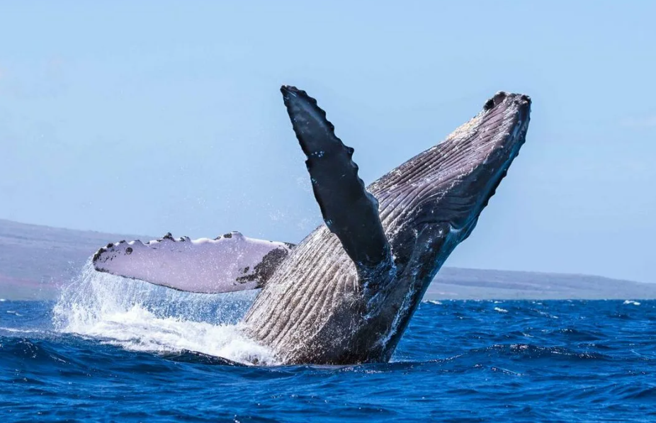 В акватории между Пхукетом и Пхи-Пхи заметили горбатого кита