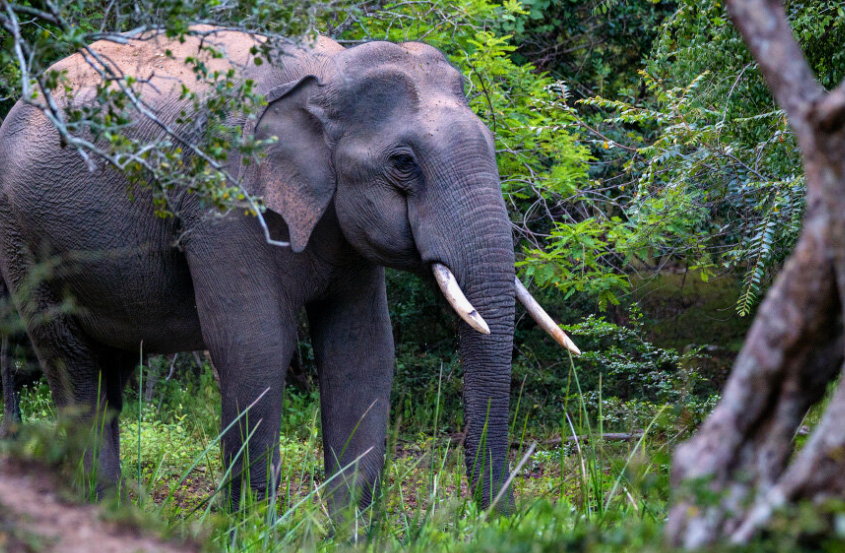 Дикие азиатские слоны демонстрируют уникальные навыки решения головоломок