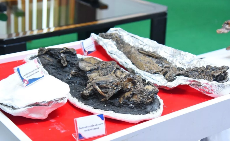 В Таиланде найден неизвестный вид аллигатора, вымерший 230 тысяч лет назад