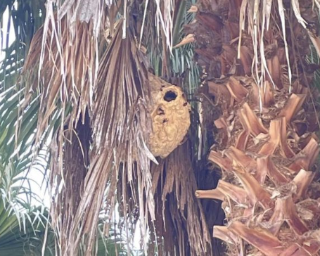 Осиное гнездо было обнаружено в одном из отелей Раваи