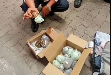 В Таиланде пресекли попытку контрабандного вывоза из страны 17 охраняемых сухопутных черепах
