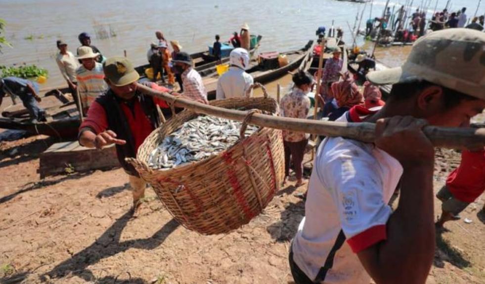 Разведение рыбы в Камбодже возобновляется на фоне подъема рынка и роста цен