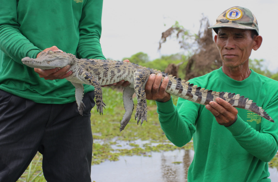 Всемирный фонд дикой природы  активизирует деятельность по разведению сиамских крокодилов в Камбодже