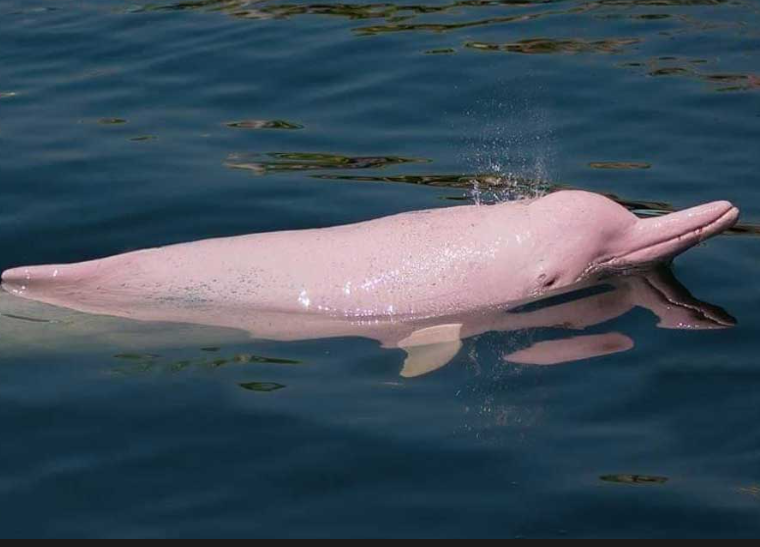 Розовые дельфины резвятся в водах Кампота