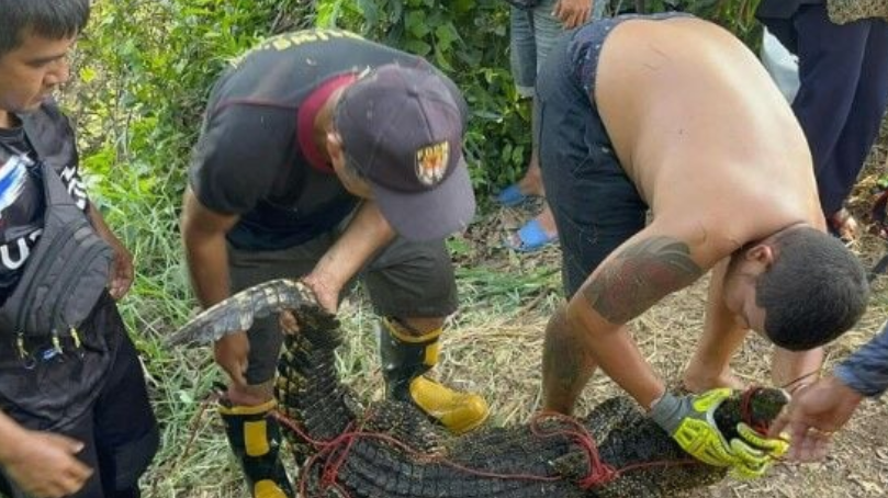 Крокодил длиной 2 метра и весом 30 килограммов вызвал панику у жителей деревни Хуай Яй в Восточной Паттайе