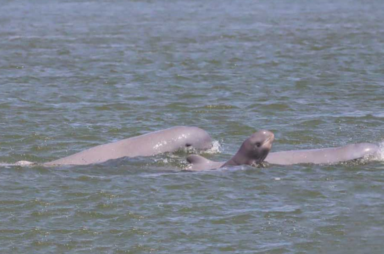 В Камбоджи сообщили об обнаружении двухдневного детеныша дельфина Иравади