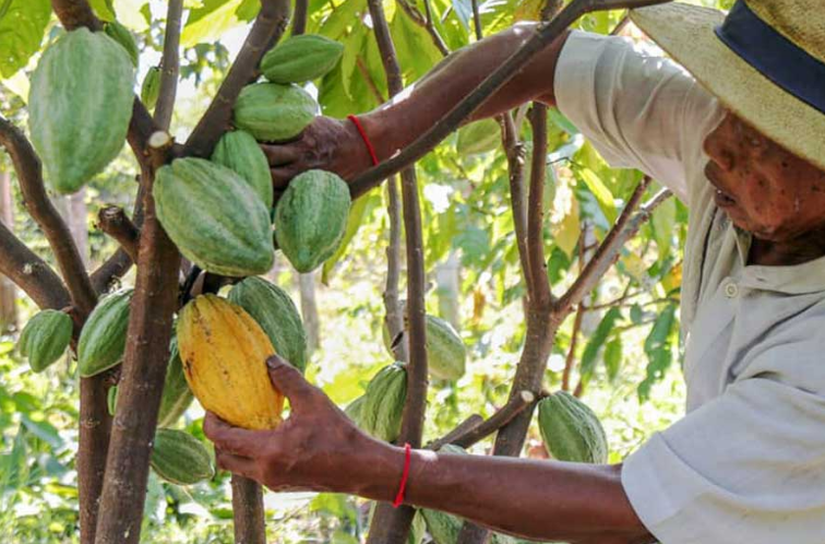 Фермеры Камбоджи экспериментируют с потенциалом выращивания какао