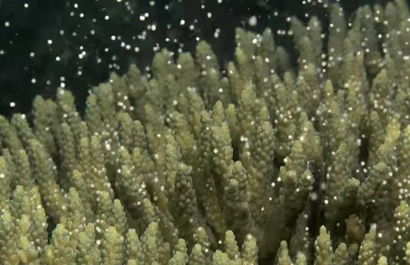 В водах Камбоджи наблюдают нерест кораллов