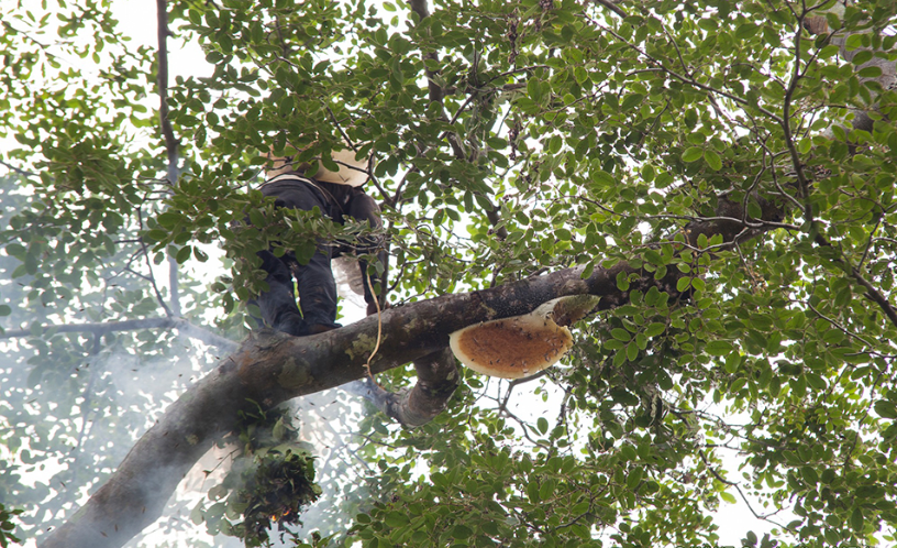 Жидкое золото: дикий мед приносит миллионы лесным общинам Камбоджи