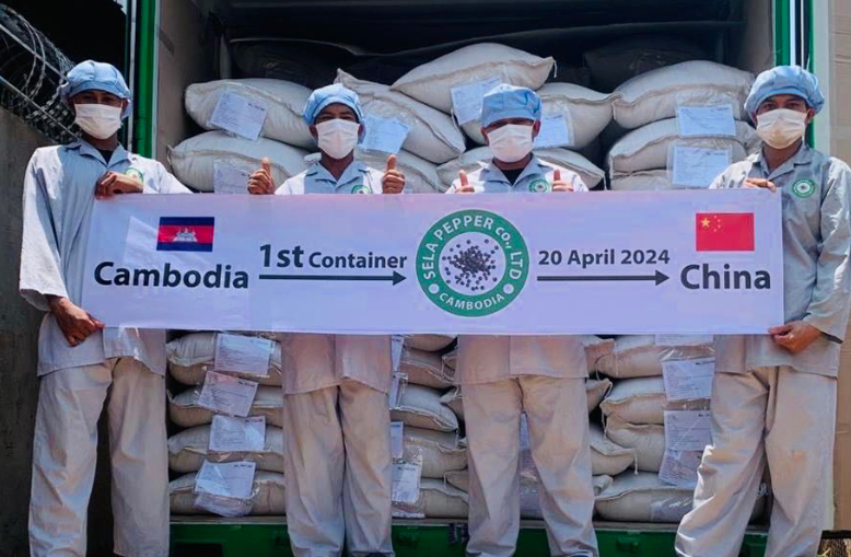 Экспорт перца из Камбоджи в Китай выглядит многообещающим, даже несмотря на то, что засуха разрушает промышленность