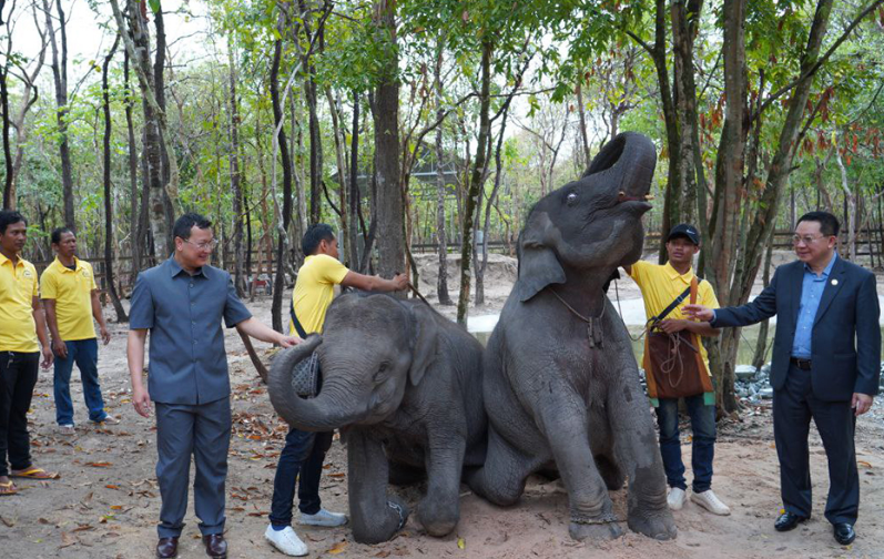 Камбоджа получила в дар двух молодых слонят из Лаоса