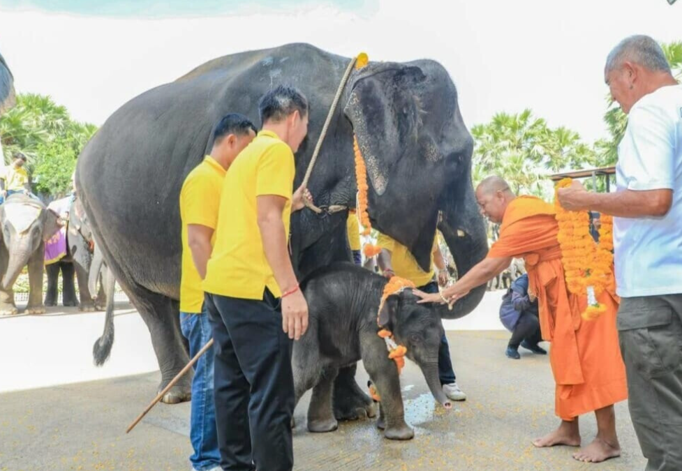 Тропический сад Паттайи Нонг Нуч поприветствовал новорожденного слоненка