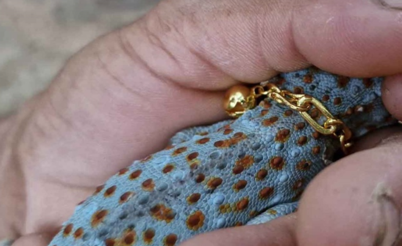 Мужчина купил золотое ожерелье для своего "счастливого геккона" после выигрыша в лотерею