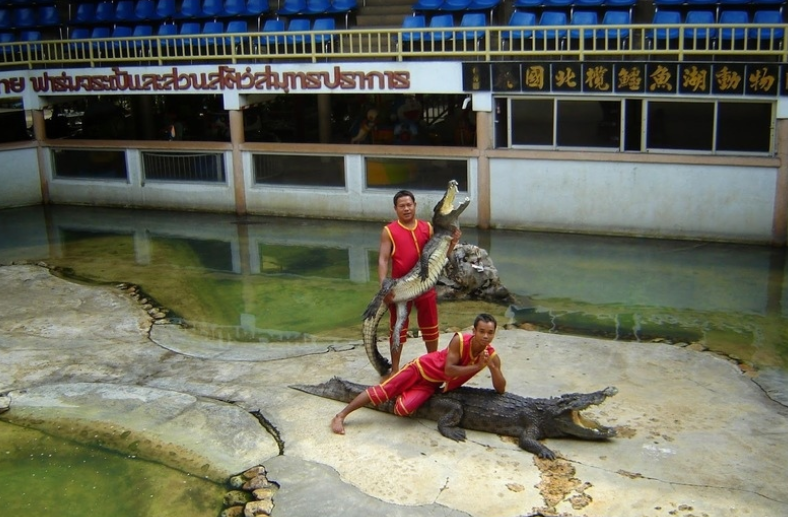 Крокодиловая ферма Samut Prakan Crocodile Farm & Zoo вновь открыта для посетителей в Бангкоке