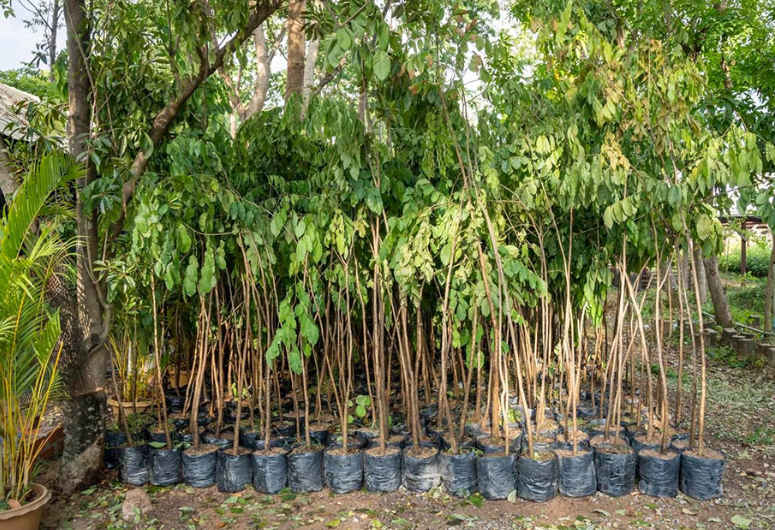 Массовую посадку деревьев в Камбодже планируют на июль