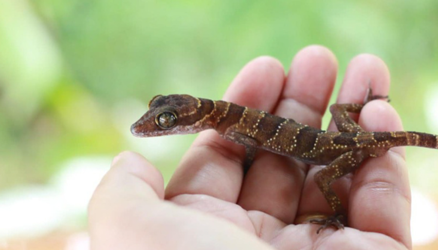 Исследователи обнаружили в Камбодже уникальный вид гекконов