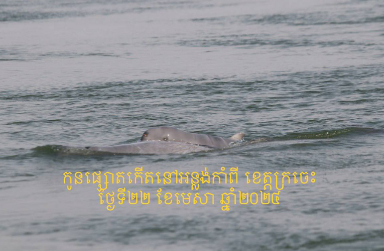 Численность иравадийских дельфинов  в Камбодже увеличилась