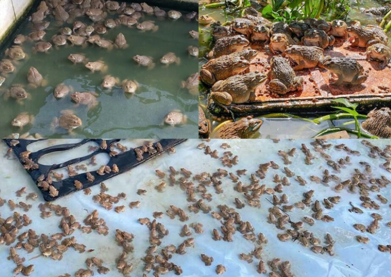 Лягушачьи фермы становятся процветающим бизнесом в Паттайе