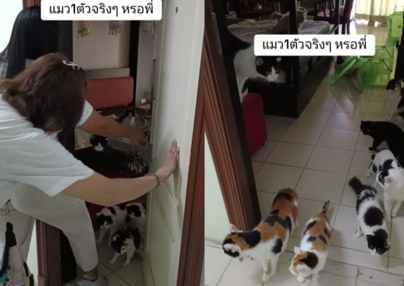 Тайская кошатница сняла отдельную квартиру для своих 29 кошек