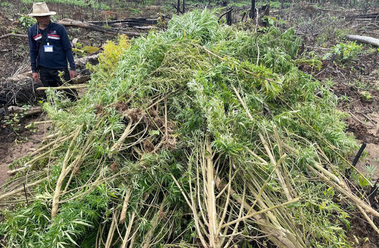В Камбодже фермеры Стынг-Тренга арестованы за незаконное выращивание марихуаны