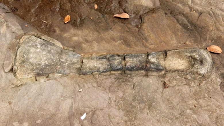 Первая подтвержденная окаменелость динозавра в Королевстве Кохконг