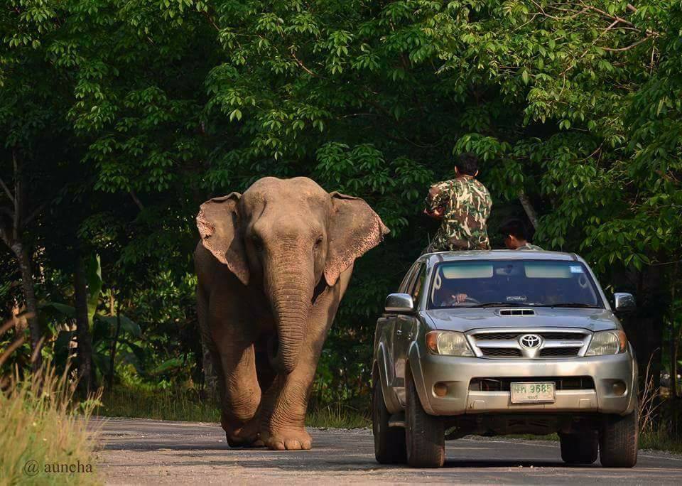 Кео, путешествующий слон, вновь посетил Районг