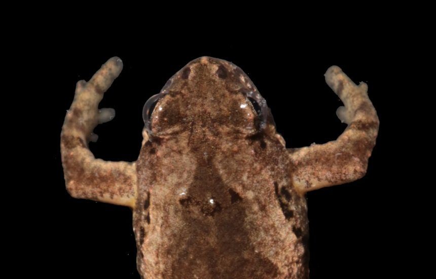 Ученые в Таиланде обнаружили новый вид лягушек с голосом кузнечика