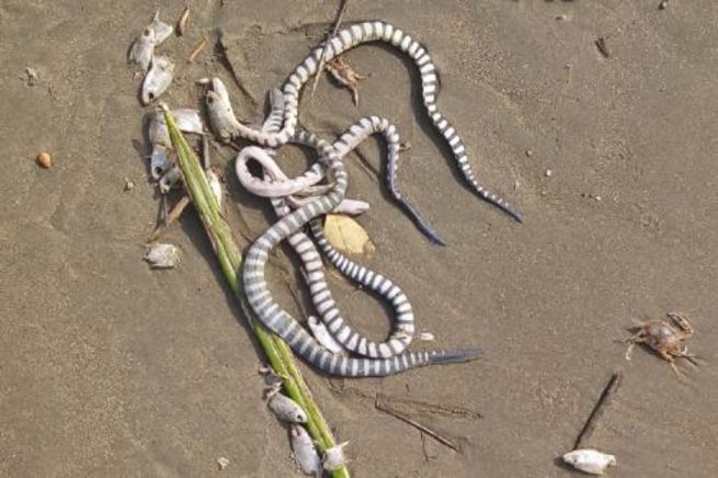 Ядовитые змеи появились на пляжах Таиланда