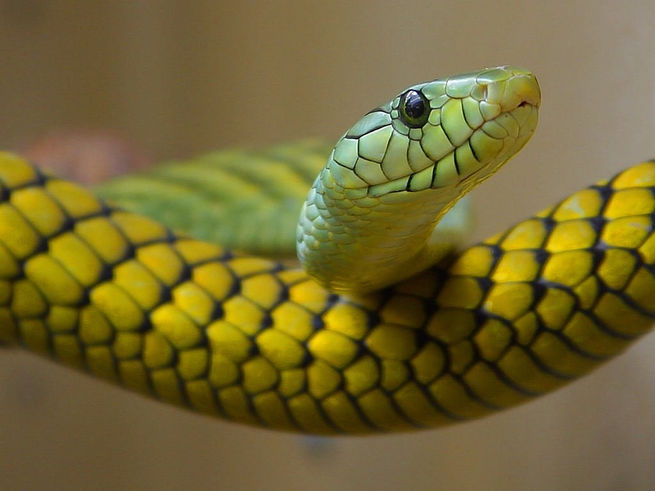 Спавший с ядовитой змеей житель Таиланда отделался щекоткой