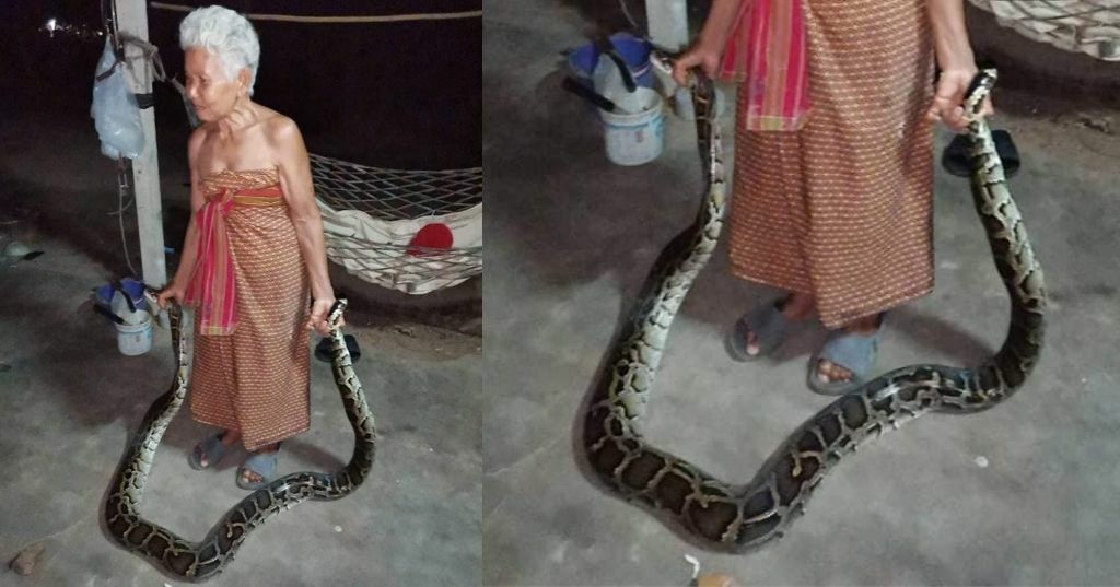 Тайская бабушка, признанная лучшим ловцом змей в деревне, ловит питонов голыми руками