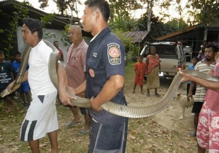 В Ао-Нанге спасатели голыми руками поймали королевскую кобру